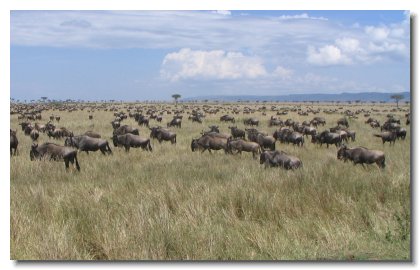 KE 206 - Masai Mara Wildebeest & Zebra Migration